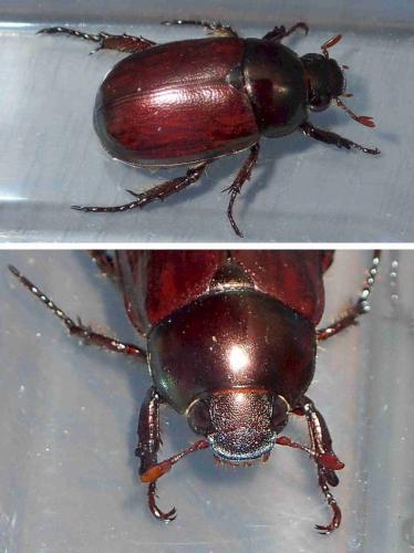 Anomala antiqua
